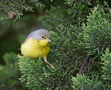 Canada Warbler (Wilsonia canadensis) photo image