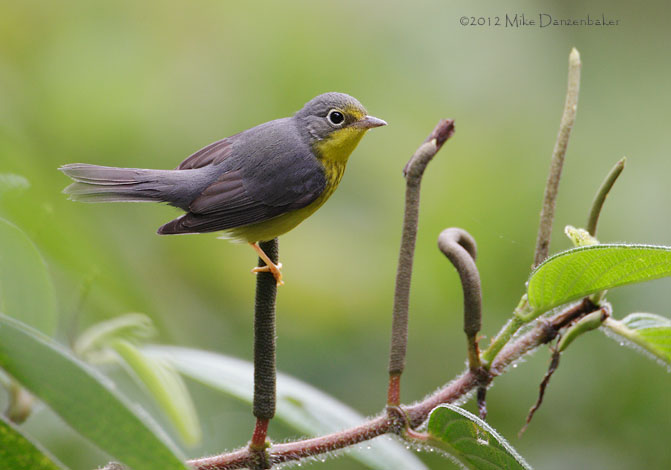 Canada Warbler (Wilsonia canadensis) photo image