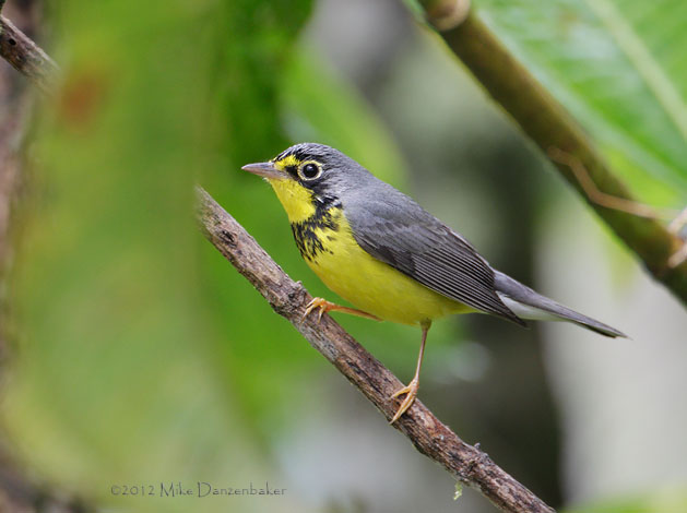 Canada Warbler (Wilsonia canadensis) photo image