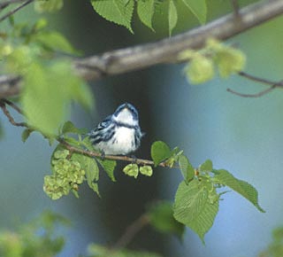 Cerulean Warbler (Dendroica cerulea) photo image