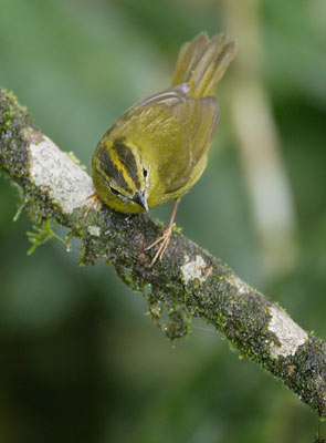 Choco Warbler (Basileuterus chlorophrys) photo image