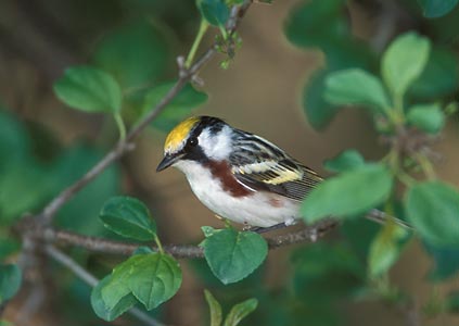 Chestnut-sided Warbler (Dendroica pensylvanica) photo image