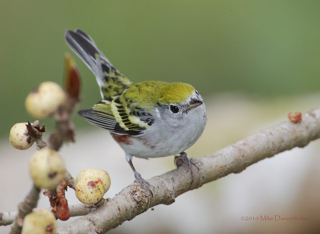 Chestnut-sided Warbler (Dendroica pensylvanica) photo