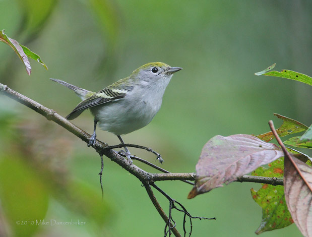 Chestnut-sided Warbler (Dendroica pensylvanica) photo