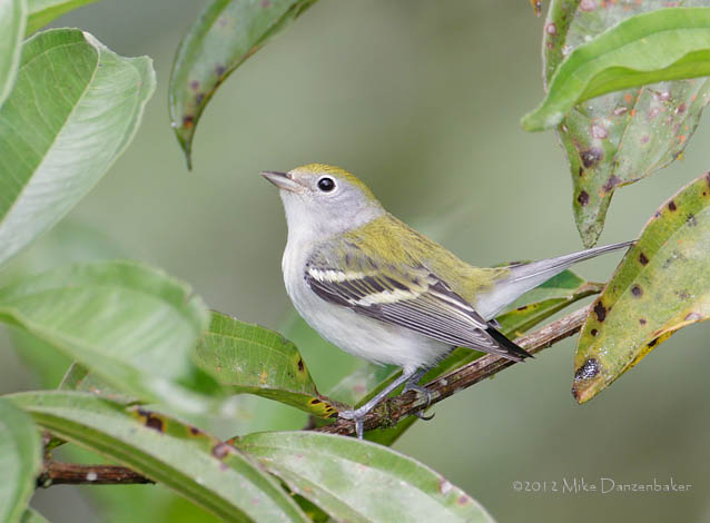 Chestnut-sided Warbler (Dendroica pensylvanica) photo