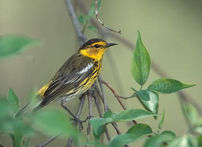 Cape May Warbler (Dendroica tigrina) photo image
