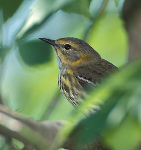 Cape May Warbler (Dendroica tigrina) photo image