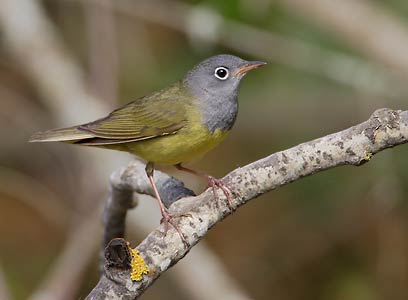 Connecticut Warbler (Oporornis agilis) photo image