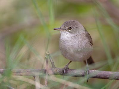 Cape Verde Warbler (Acrocephalus brevipennis) photo image