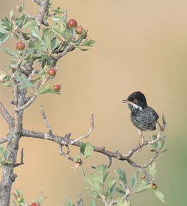 Cyprus Warbler (Sylvia melanothorax) photo image