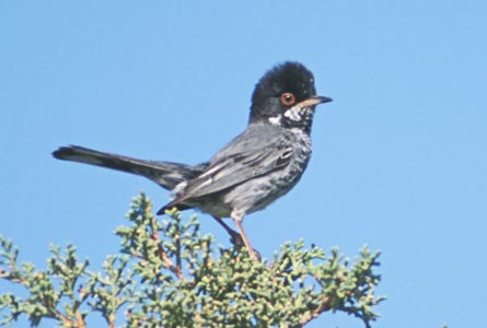 Cyprus Warbler (Sylvia melanothorax) photo image