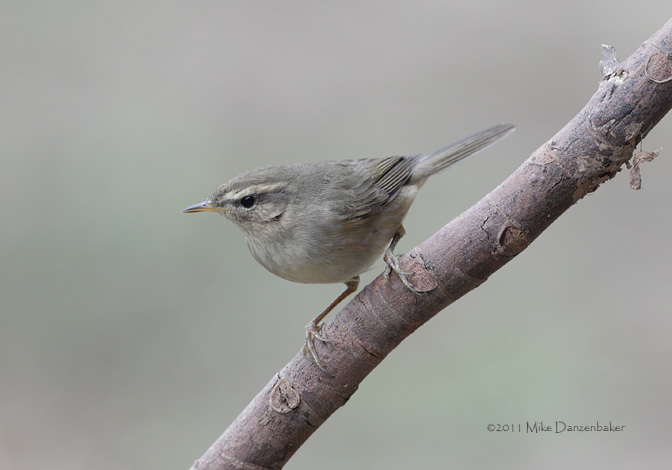 Dusky Warbler (Phylloscopus fuscatus) photo image
