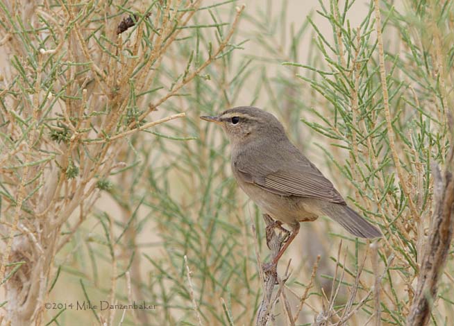 Dusky Warbler (Phylloscopus fuscatus) photo image