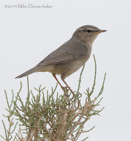 Dusky Warbler (Phylloscopus fuscatus) photo image