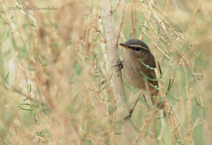 Dusky Warbler (Phylloscopus fuscatus) photo image