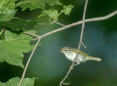Eastern Crowned Warbler (Phylloscopus coronatus) photo image