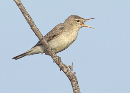 Eastern Olivaceous Warbler (Iduna pallida) photo image