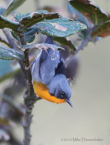Flame-throated Warbler (Parula gutturalis) photo