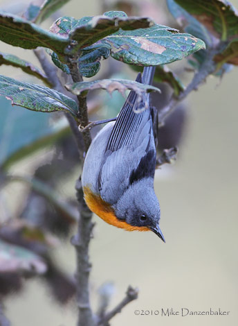 Flame-throated Warbler (Parula gutturalis) photo