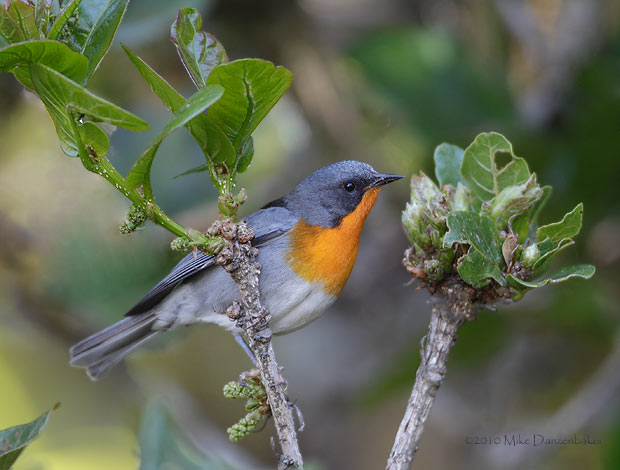Flame-throated Warbler (Parula gutturalis) photo