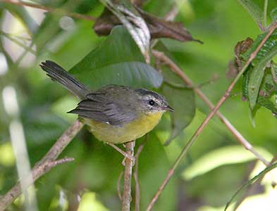 Golden-crowned Warbler (Basileuterus culicivorus) photo image