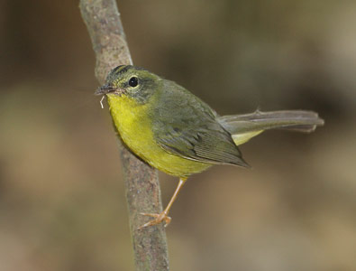 Golden-crowned Warbler (Basileuterus culicivorus) photo image