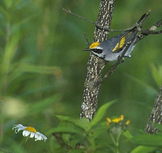 Golden-winged Warbler (Vermivora chrysoptera) photo image