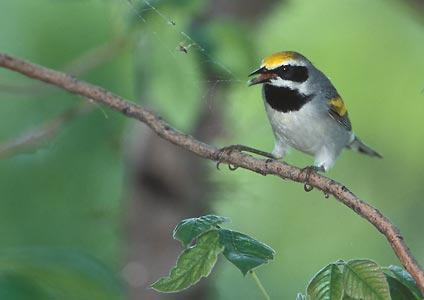 Golden-winged Warbler (Vermivora chrysoptera) photo image