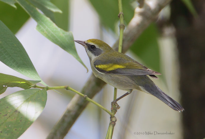 Golden-winged Warbler (Vermivora chrysoptera) photo