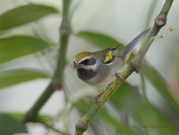 Golden-winged Warbler (Vermivora chrysoptera) photo