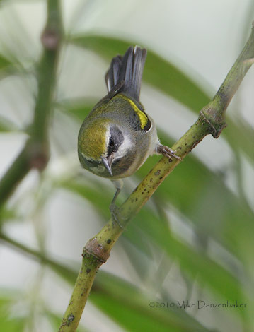 Golden-winged Warbler (Vermivora chrysoptera) photo