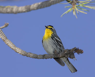 Grace's Warbler (Dendroica graciae) photo image