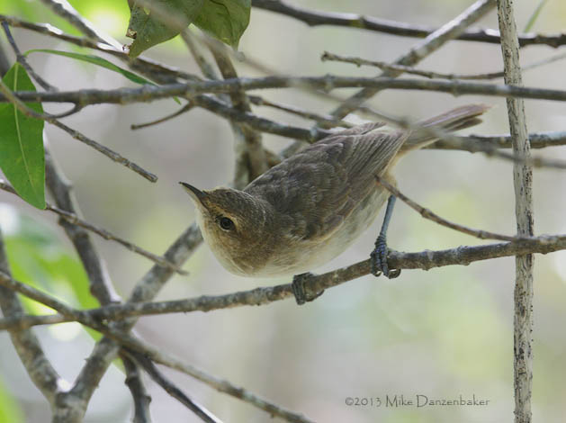 Henderson Reed Warbler (Acrocephalus taiti) photo