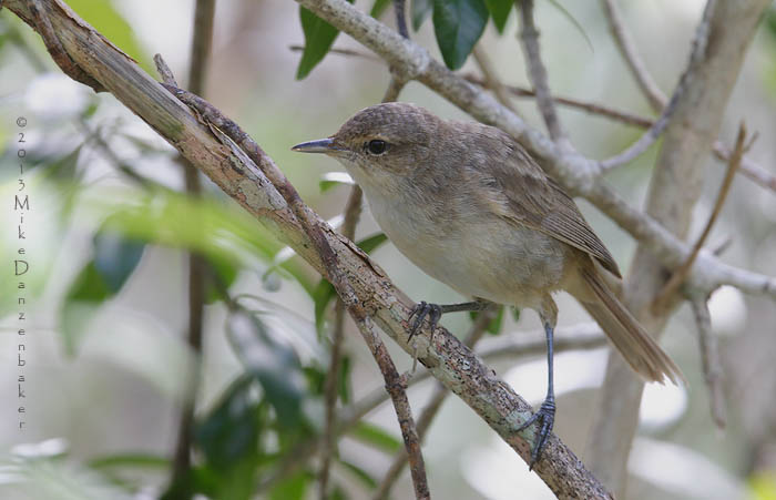 Henderson Reed Warbler (Acrocephalus taiti) photo