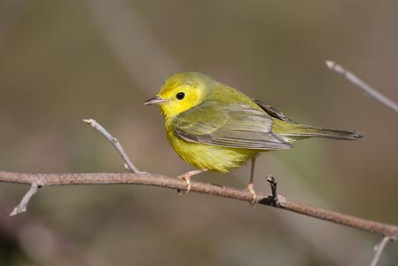 Hooded Warbler (Wilsonia citrina) photo image