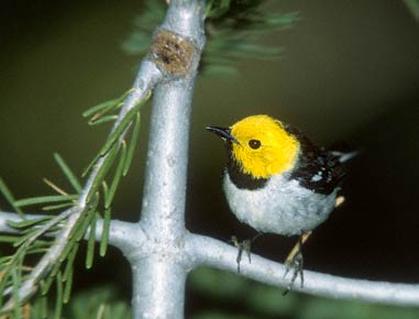 Hermit Warbler (Dendroica occidentalis) photo image