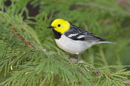 Hermit Warbler (Dendroica occidentalis) photo image