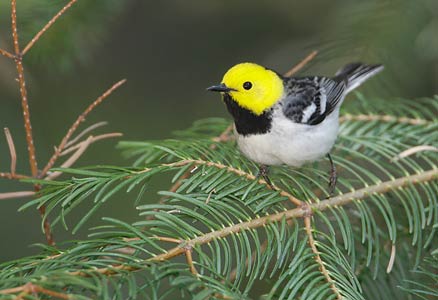 Hermit Warbler (Dendroica occidentalis) photo image