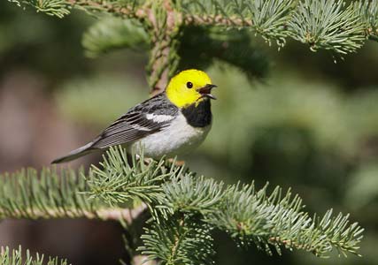 Hermit Warbler (Dendroica occidentalis) photo