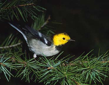 Hermit Warbler (Dendroica occidentalis) photo image