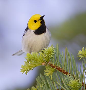 Hermit Warbler (Dendroica occidentalis) photo image