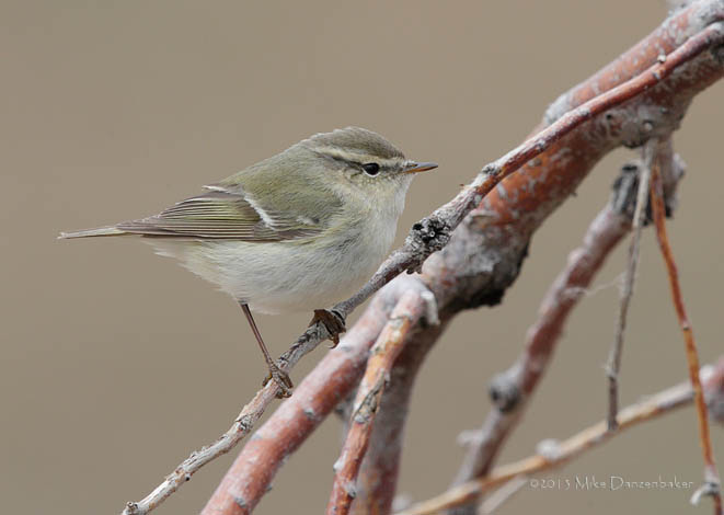 Hume's Leaf Warbler (Phylloscopus humei) photo image