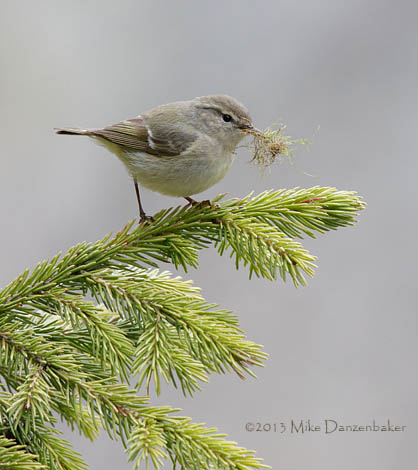 Hume's Leaf Warbler (Phylloscopus humei) photo image