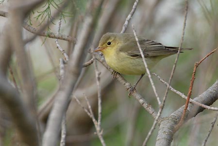 Icterine Warbler (Hippolais icterina) photo