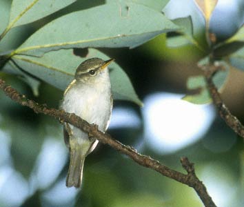 Ijima's Leaf Warbler (Phylloscopus ijimae) photo image