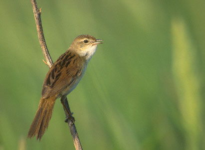 Japanese Marsh Warbler (Locustella pryeri) photo image