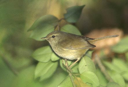 Japanese Bush Warbler (Cettia diphone) photo image