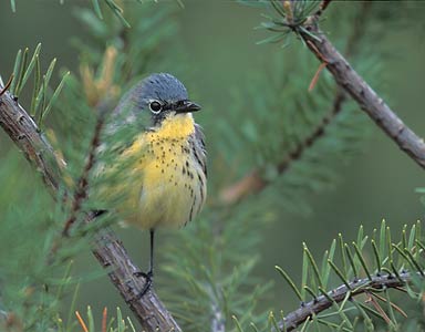 Kirtland's Warbler (Dendroica kirtlandii) photo image