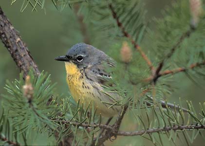 Kirtland's Warbler (Dendroica kirtlandii) photo image