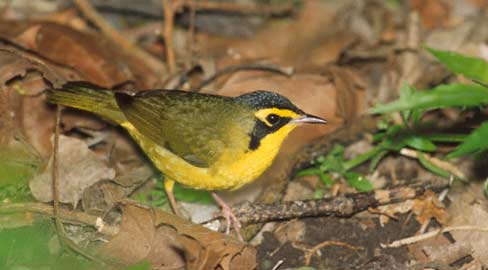 Kentucky Warbler (Oporornis formosus) photo image